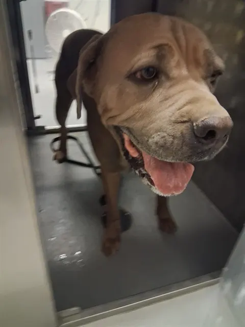 Adoptable Dog