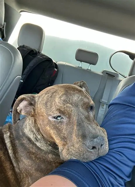 Adoptable Dog
