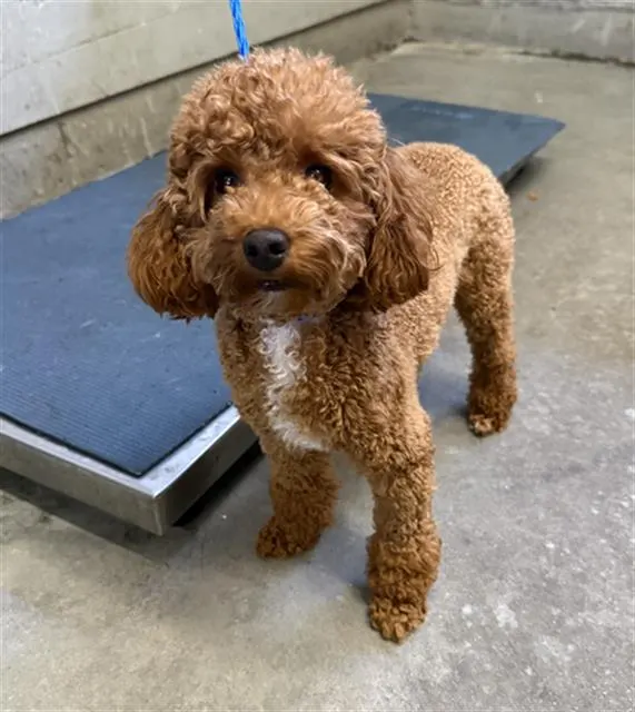 *Daisy