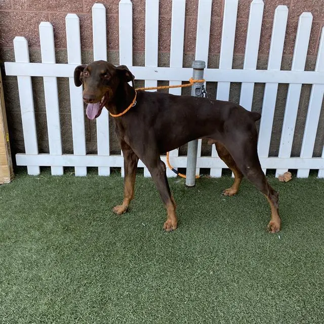 Adoptable Dog