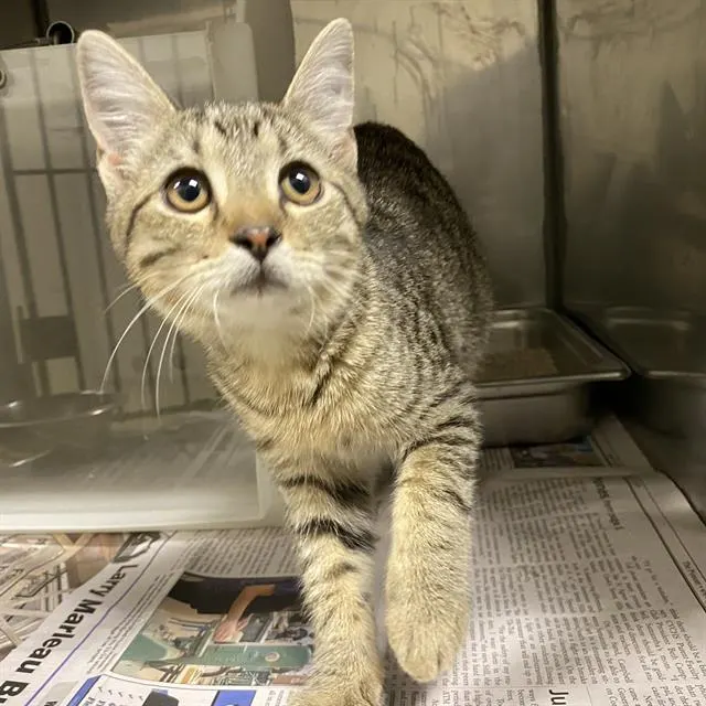 Adoptable Cat