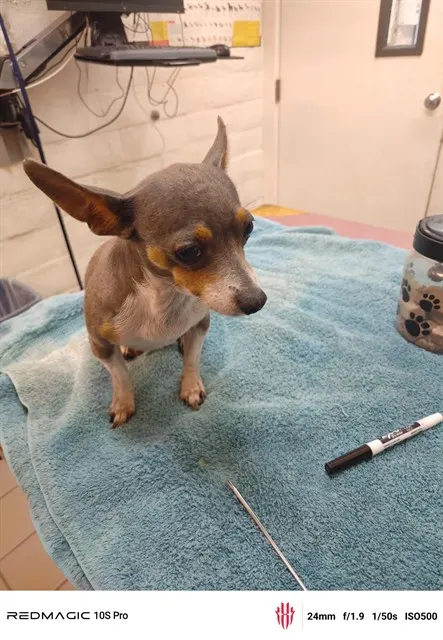 Adoptable Dog