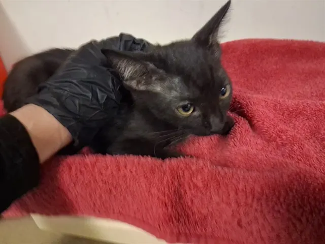 Adoptable Cat