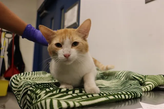 Adoptable Cat