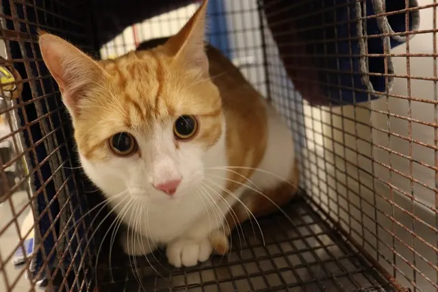 Adoptable Cat