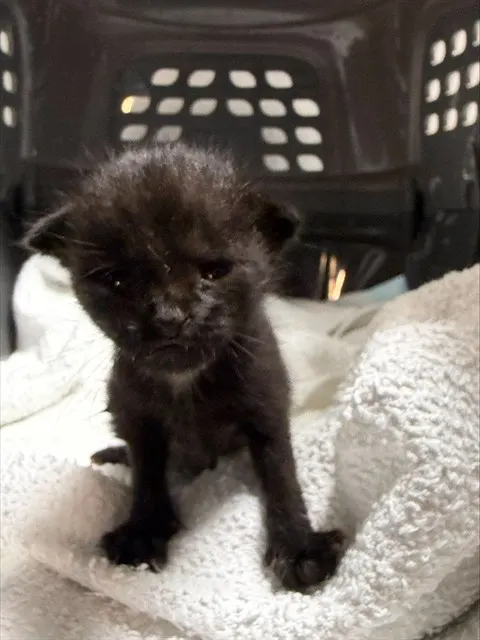 Adoptable Cat