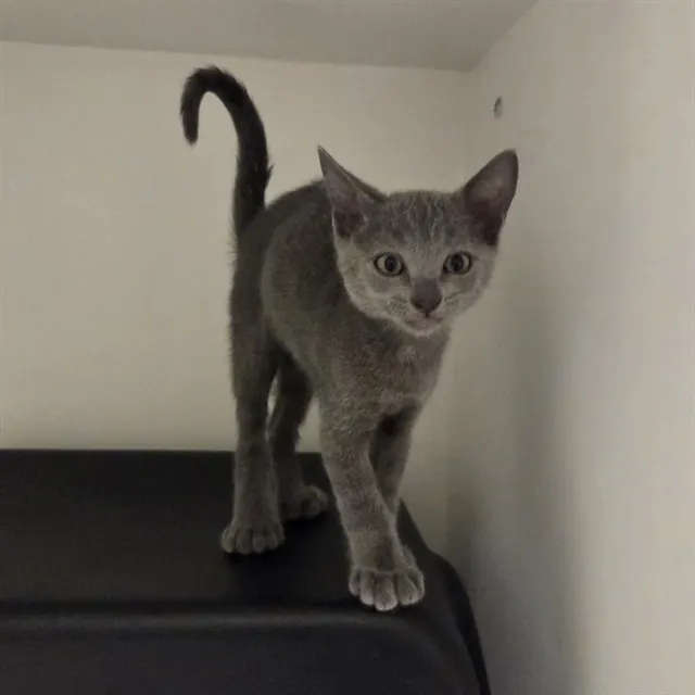 Mortimer - Adoption Pending