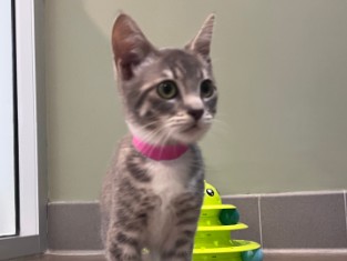 Fiona