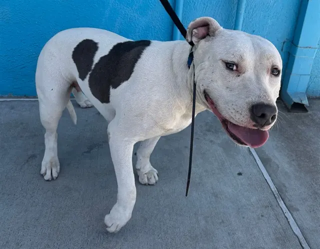 Adoptable Dog
