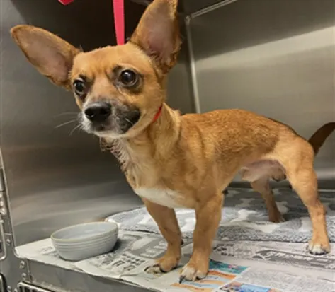 Adoptable Dog