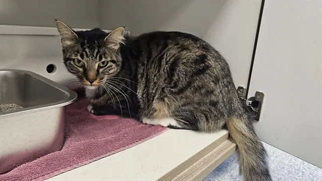 Tibbs