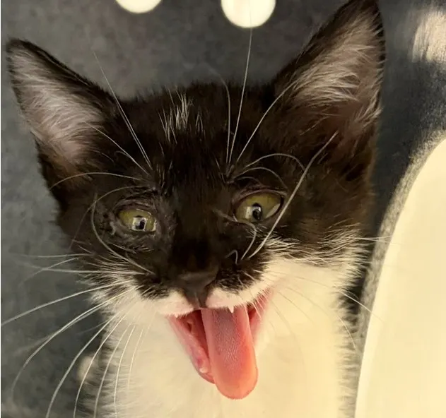 Adoptable Cat