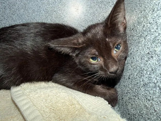 Adoptable Cat