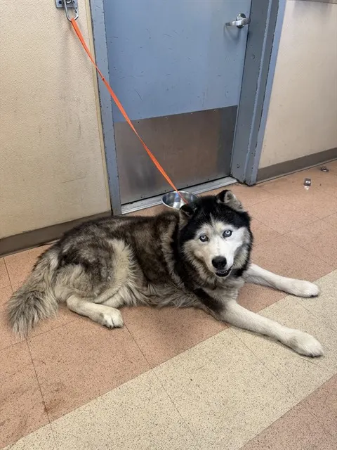 Zeus