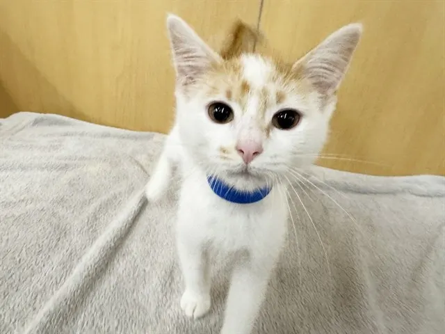 Chip