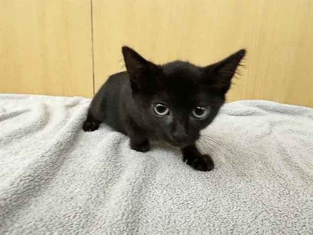 Fig