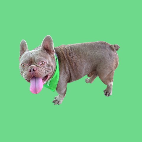 *Doug