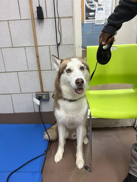 Adoptable Dog