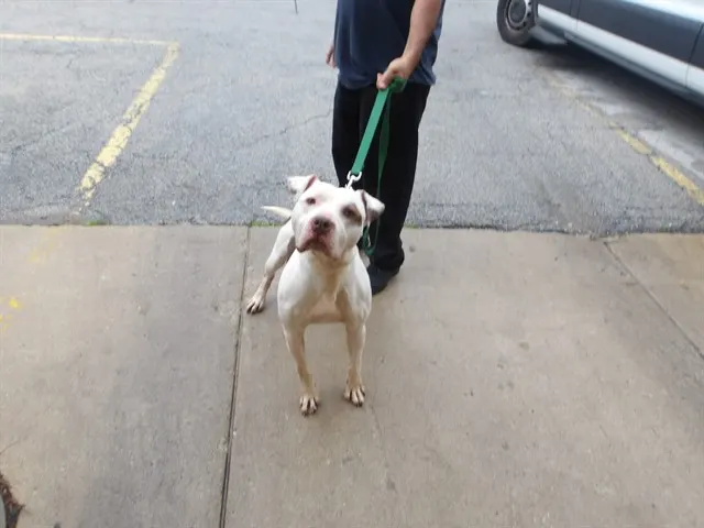 Adoptable Dog