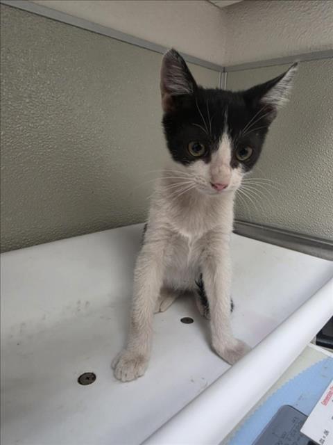 Coco