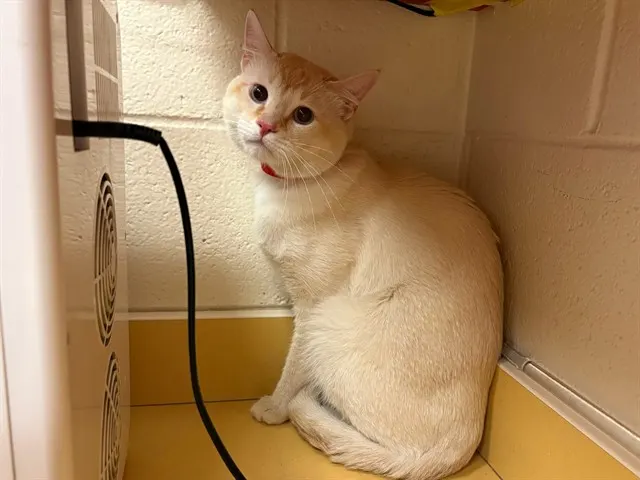 Gato