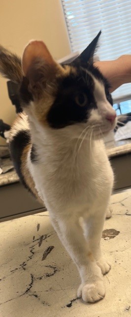 Sammie