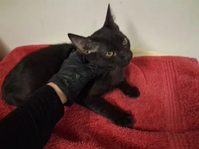 Adoptable Cat