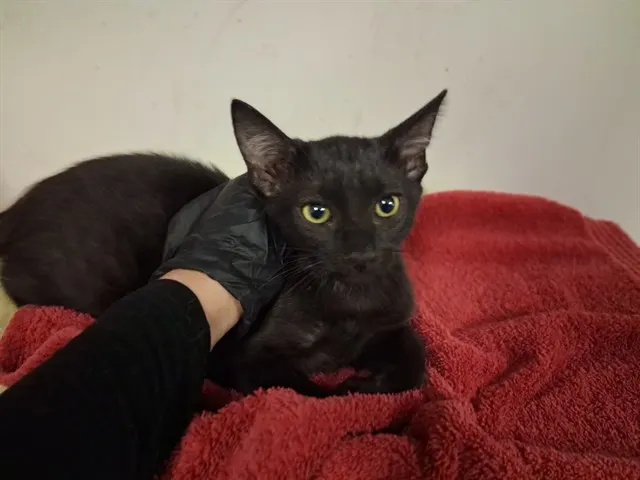 Adoptable Cat