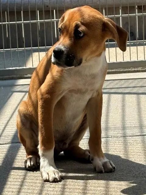 Sammy