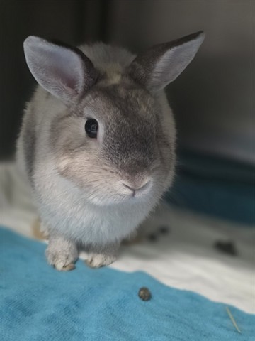 Coco