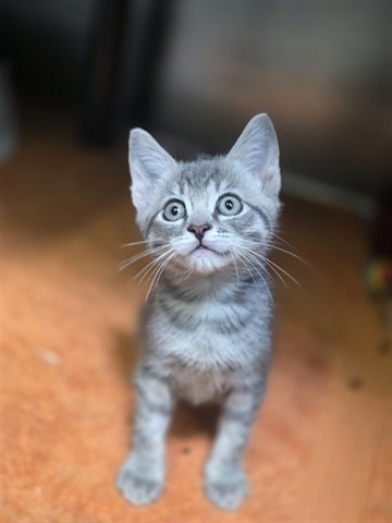 Leo