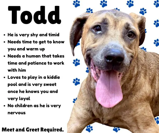 Todd