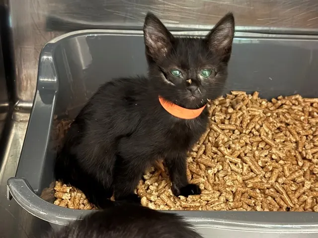 Basil