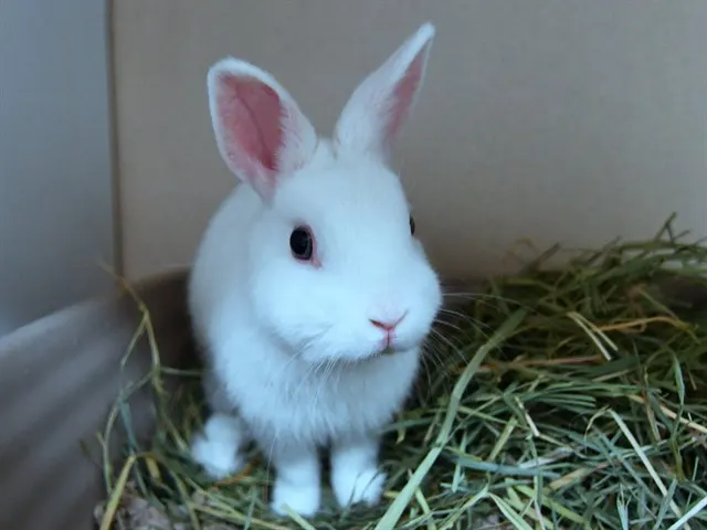 Dumpling