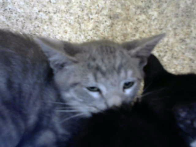 Chuchi