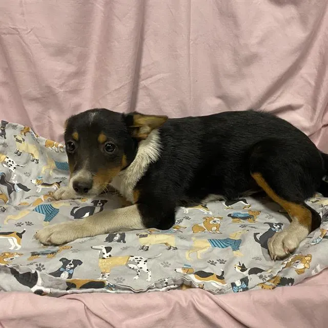 Adoptable Dog