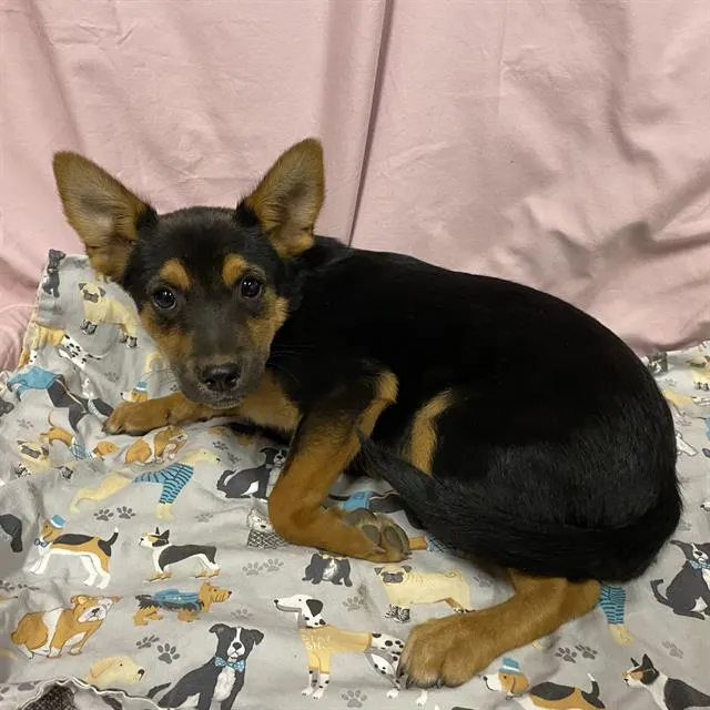 Adoptable Dog
