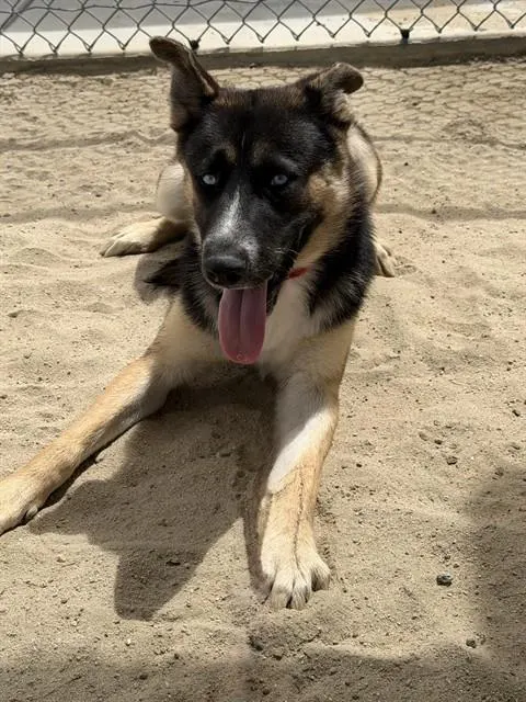 Augie