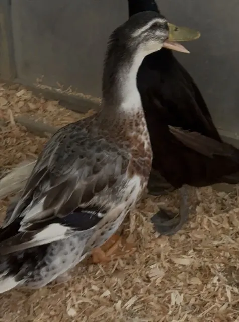Daffy