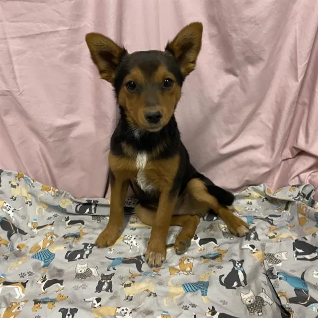 Adoptable Dog