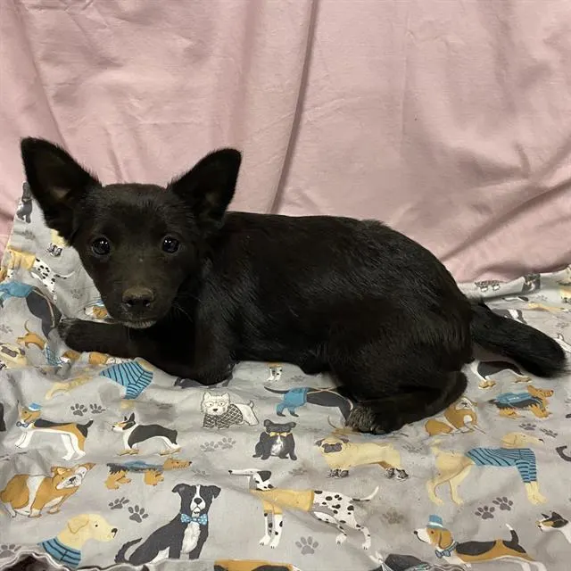 Adoptable Dog