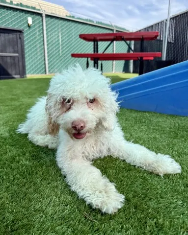 Captain Fluffernutter