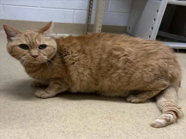 Squash