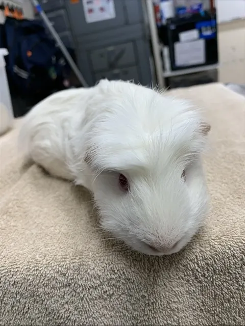 Stanley