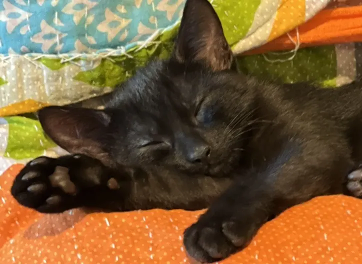 Moxie