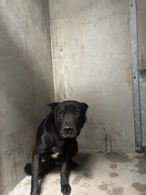 Taz