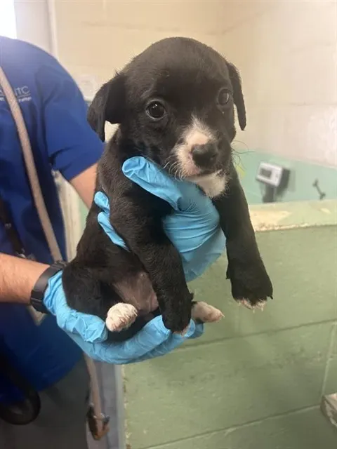 Adoptable Dog