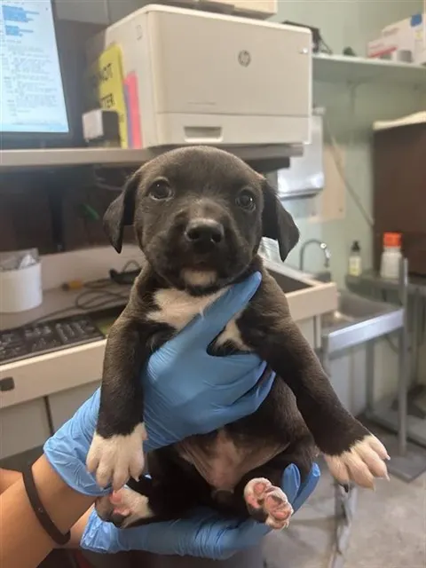 Adoptable Dog