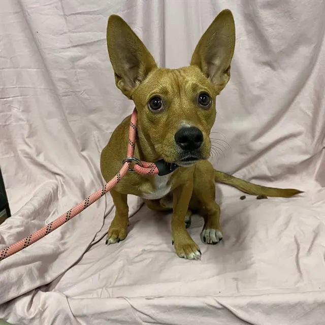 Adoptable Dog