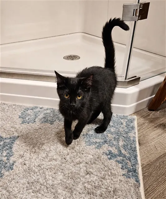 Taki